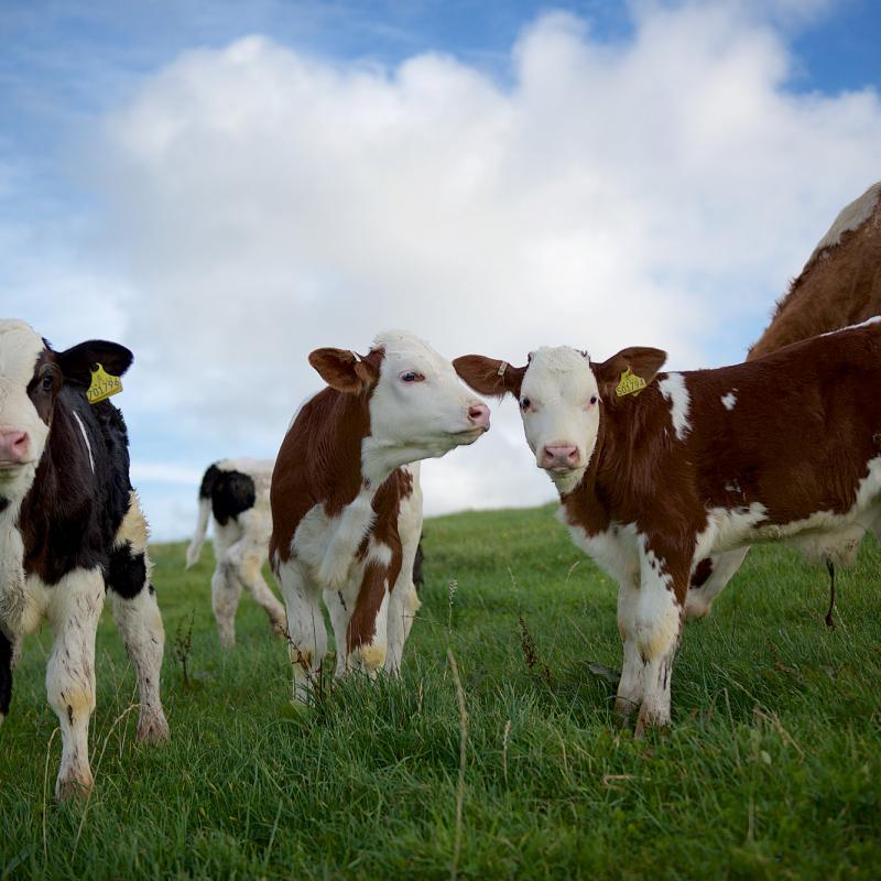 Sustainable farming with The Ethical Dairy