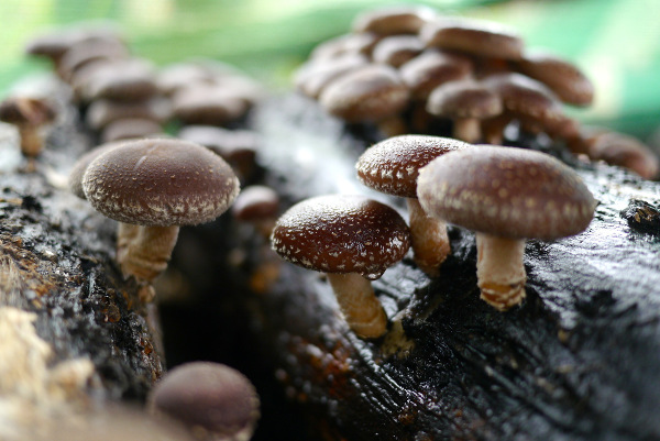 Locally sourced Welsh mushrooms